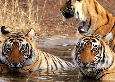 Kanha National Park